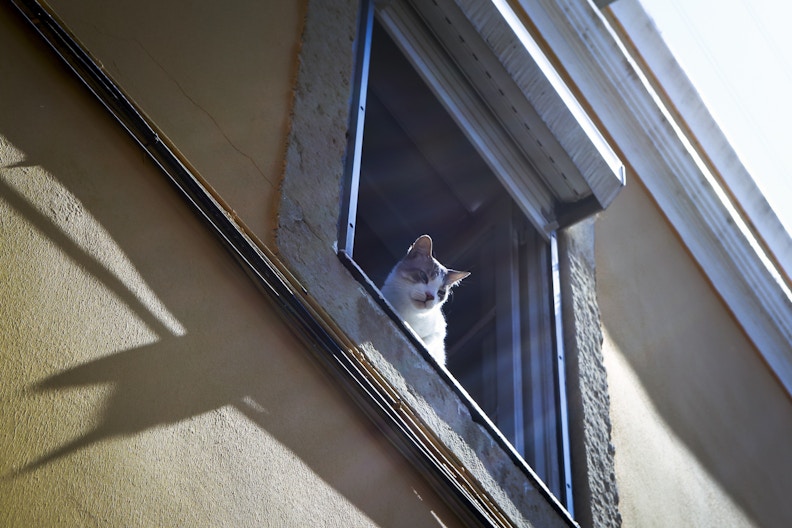 Cat in Lisbon by Christina Almeida